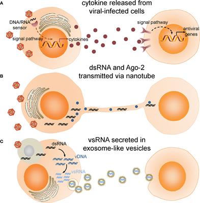 Sending Out Alarms: A Perspective on Intercellular Communications in Insect Antiviral Immune Response